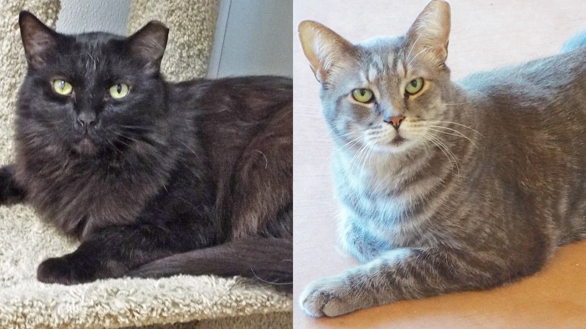 Adopt a friend: Camper and Tyson